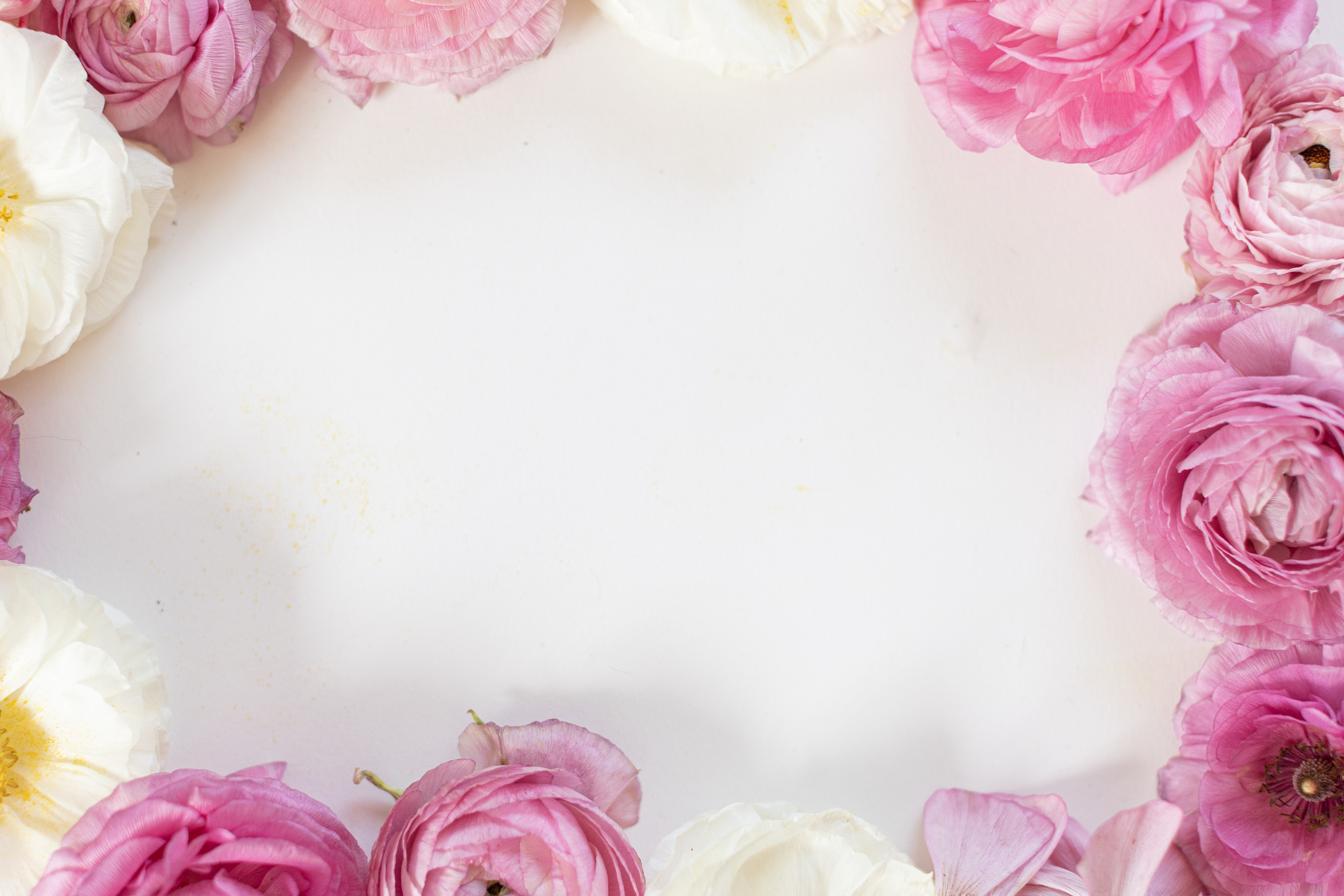 Blooming Pink Flowers on White Background